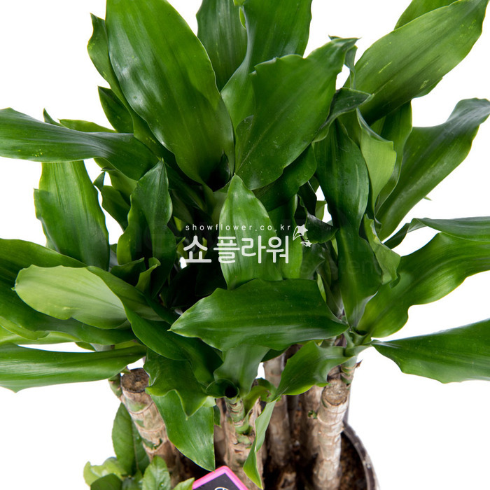 상세이미지