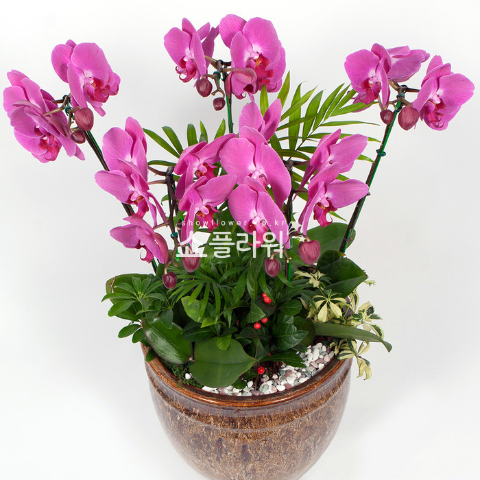 상세이미지