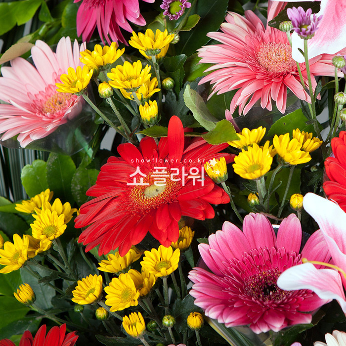 상세이미지