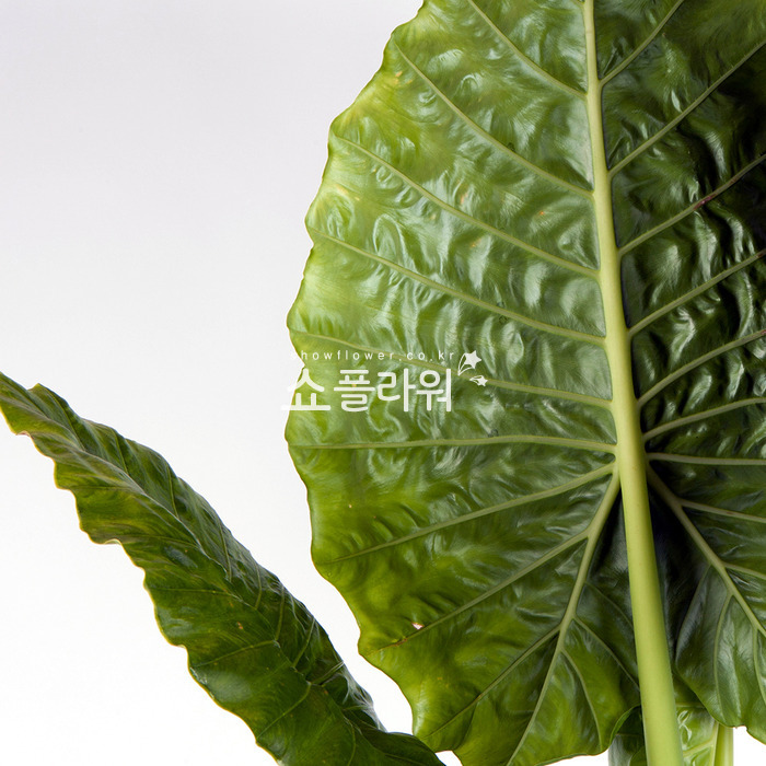 상세이미지