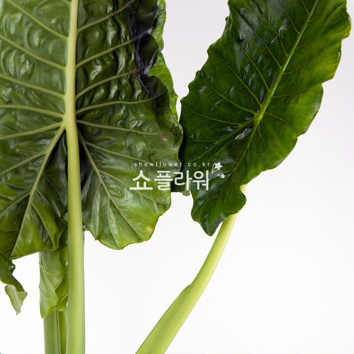 상세이미지