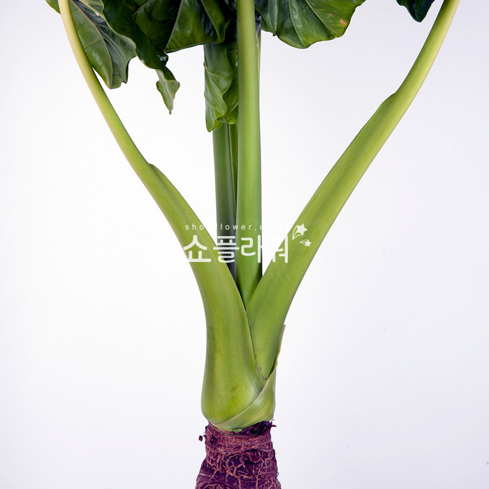 상세이미지