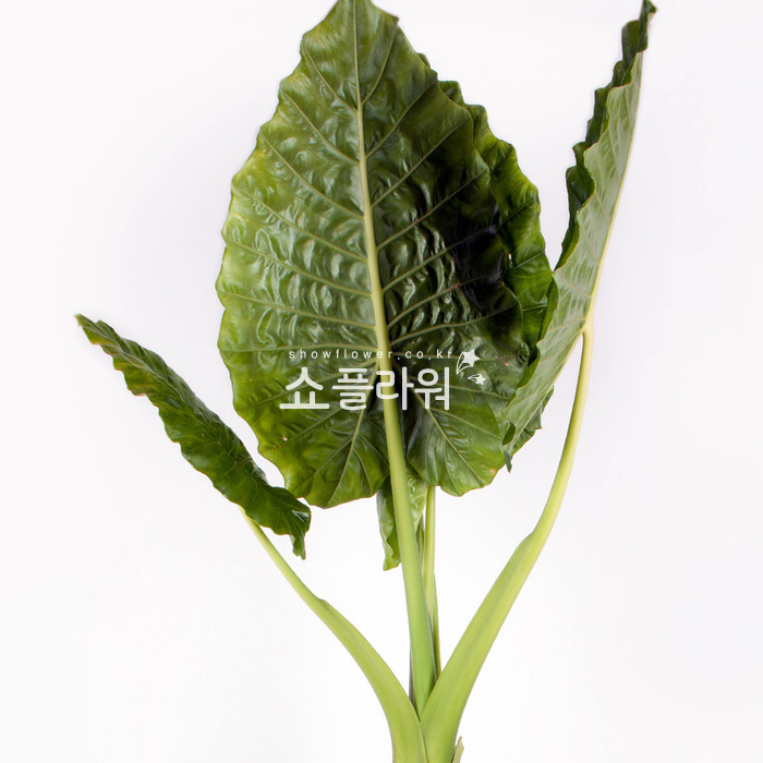 상세이미지