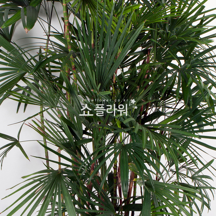 상세이미지