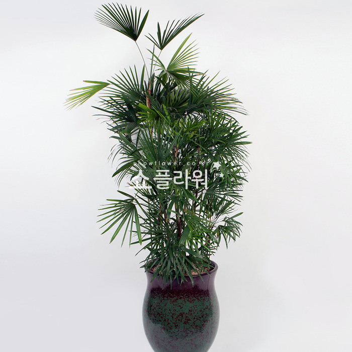 상세이미지