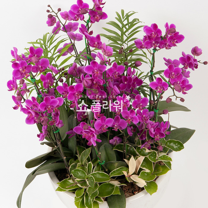상세이미지