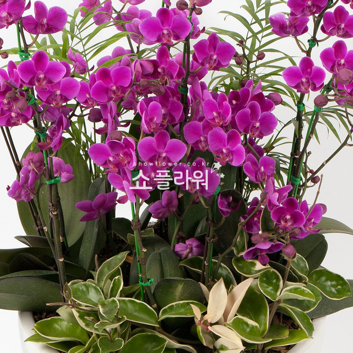 상세이미지