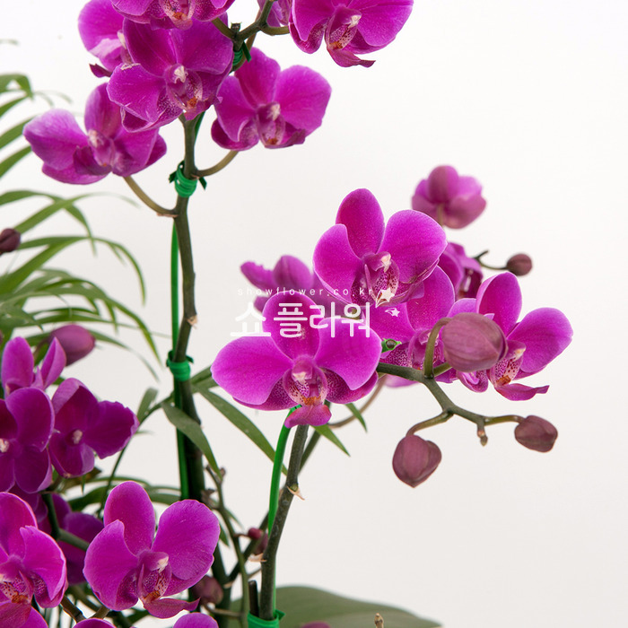 상세이미지