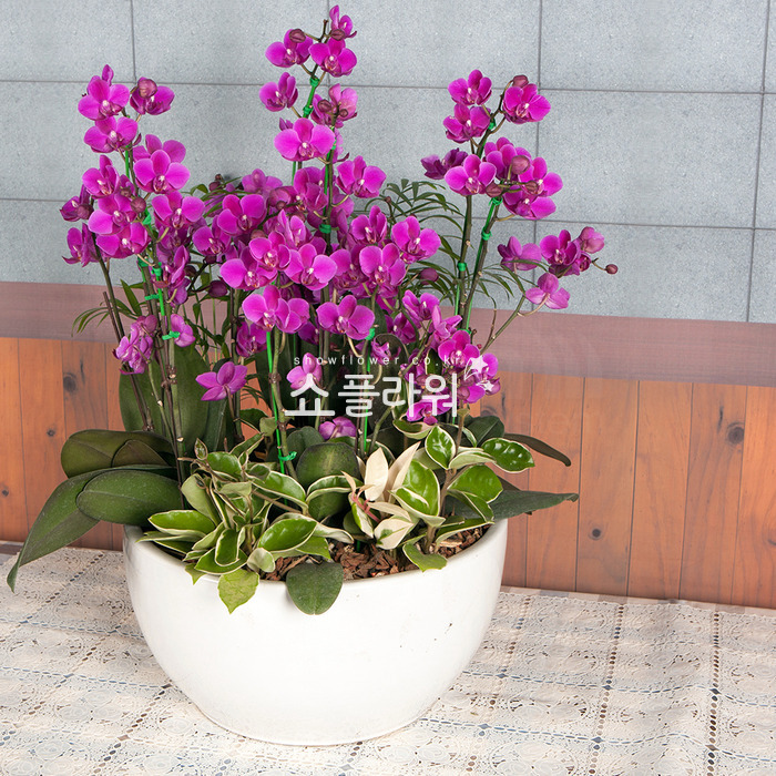 상세이미지