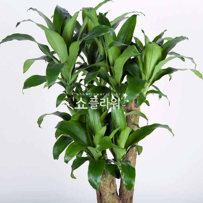 상세이미지