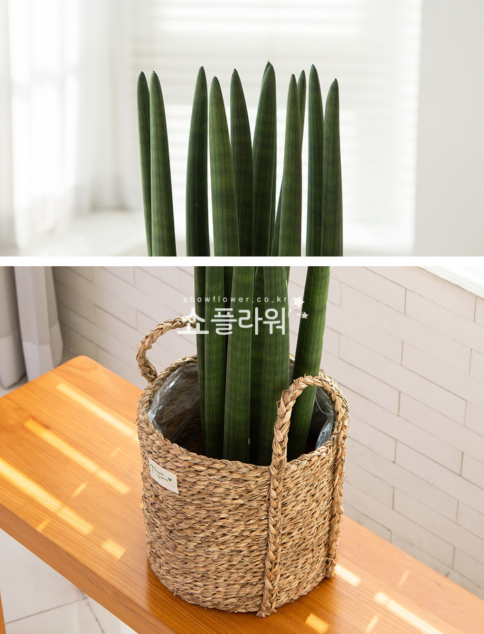 상세이미지