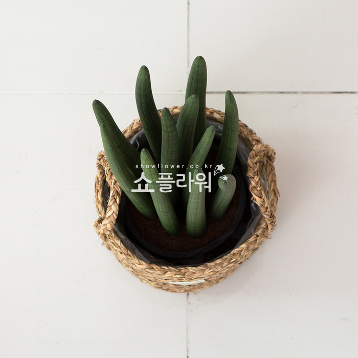 상세이미지