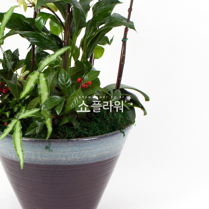 상세이미지
