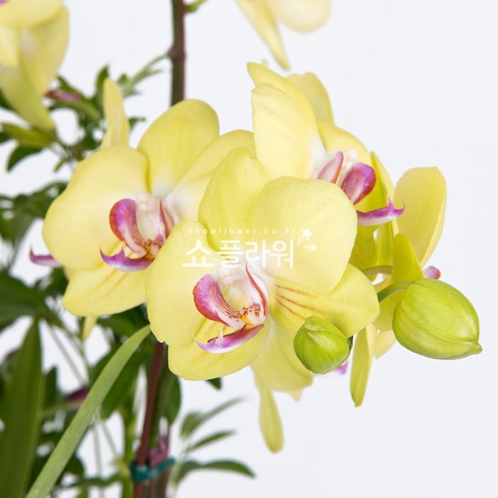 상세이미지