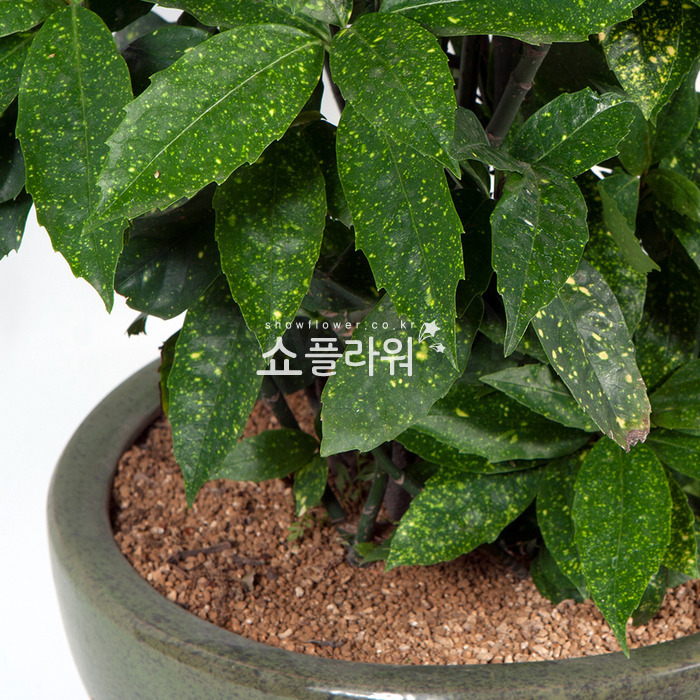 상세이미지