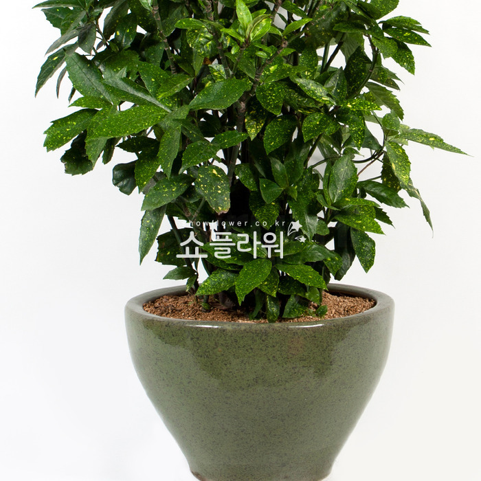 상세이미지