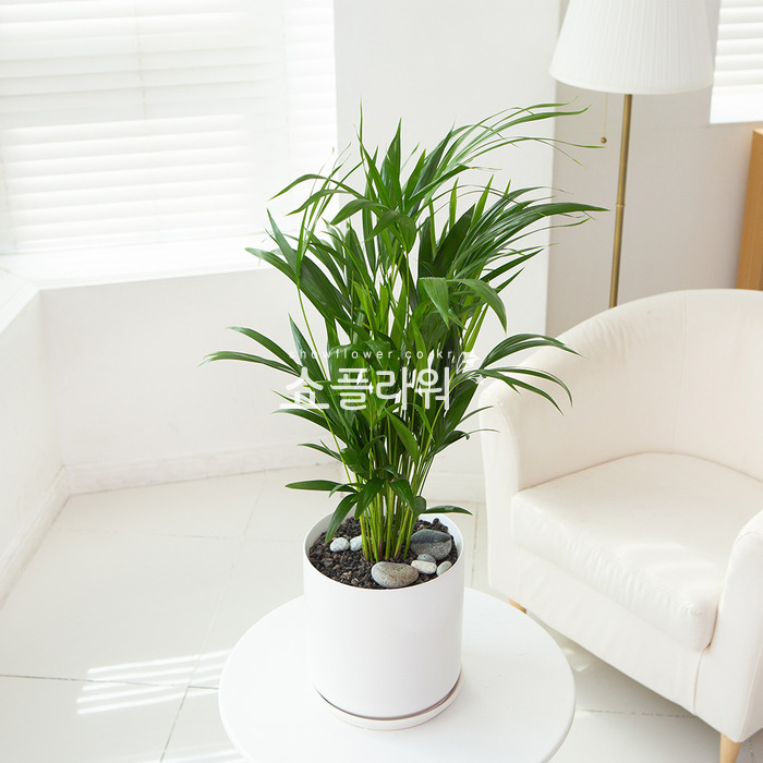 상세이미지