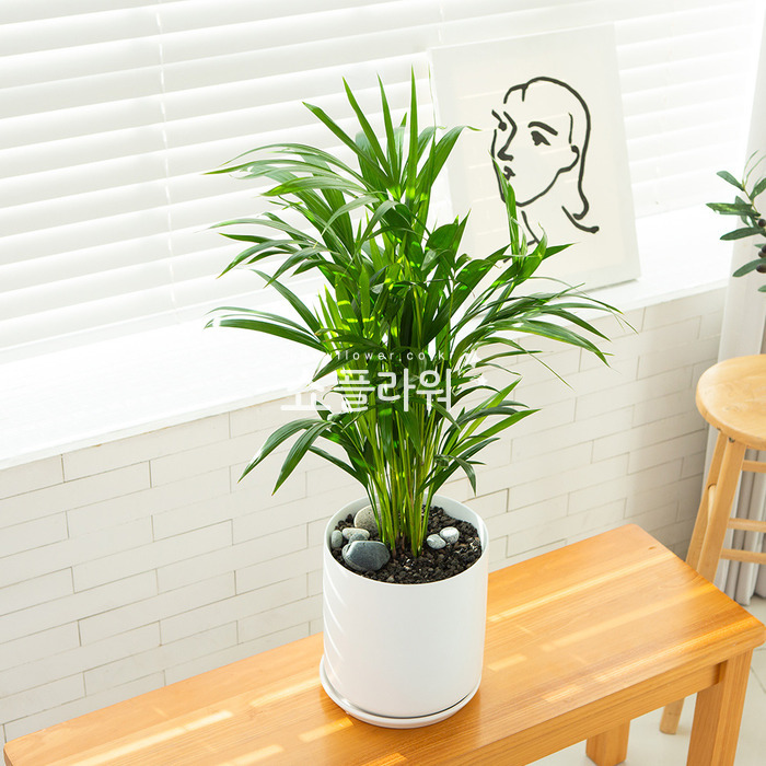 상세이미지