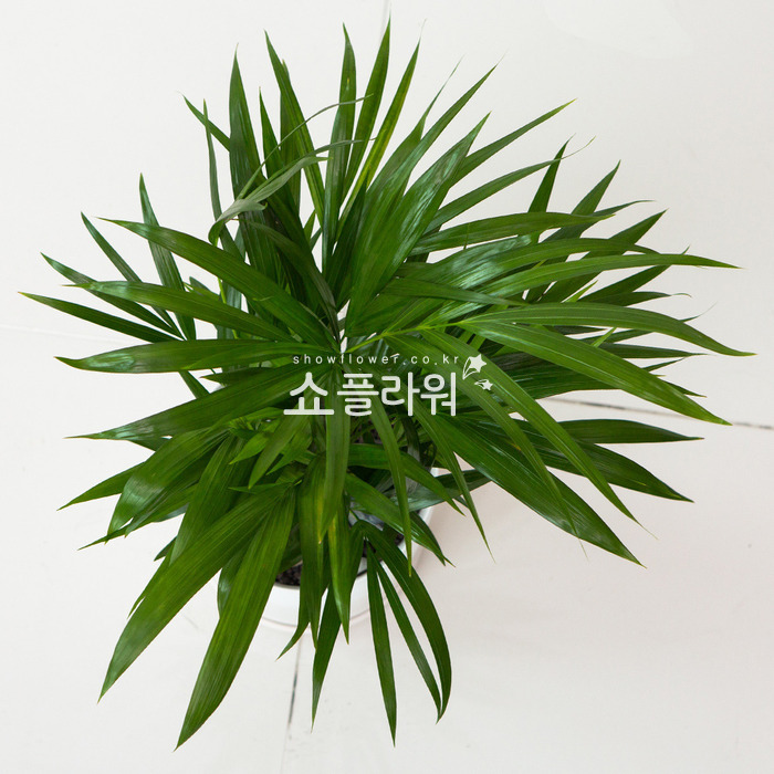 상세이미지