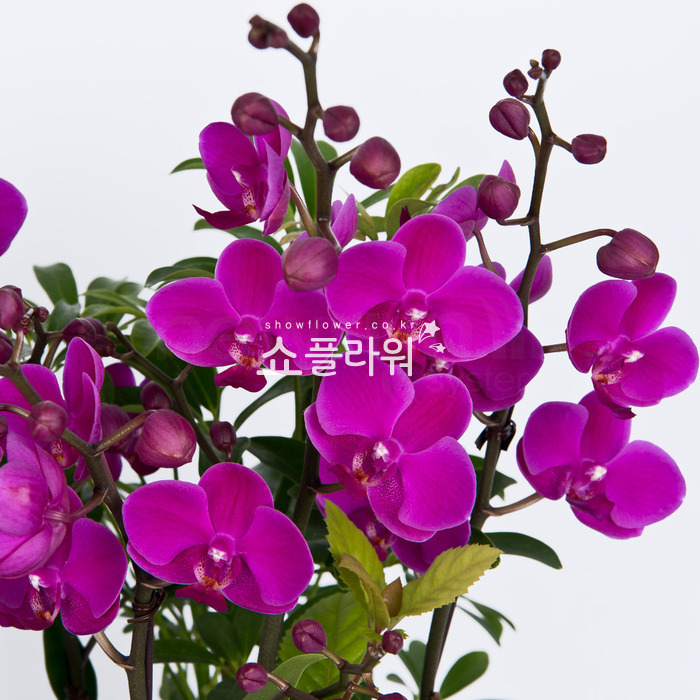 상세이미지