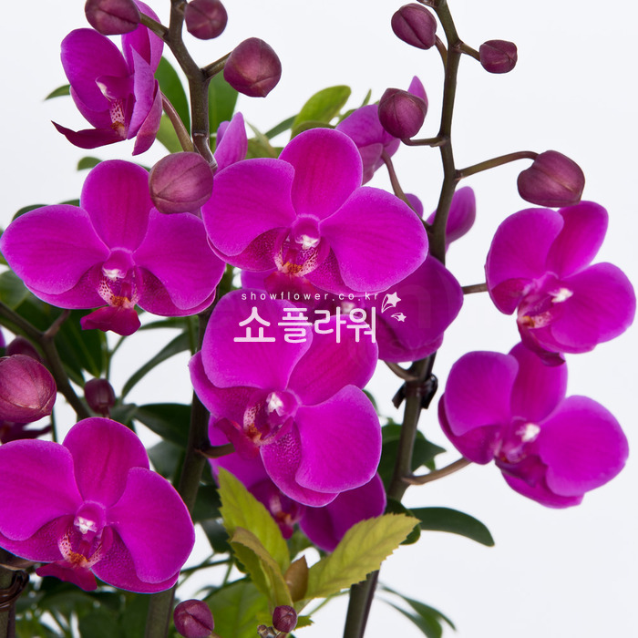 상세이미지