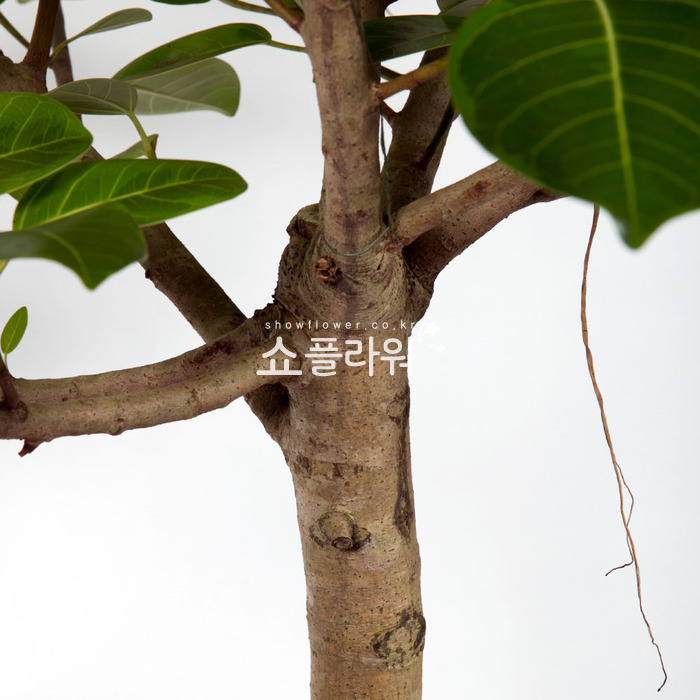 상세이미지