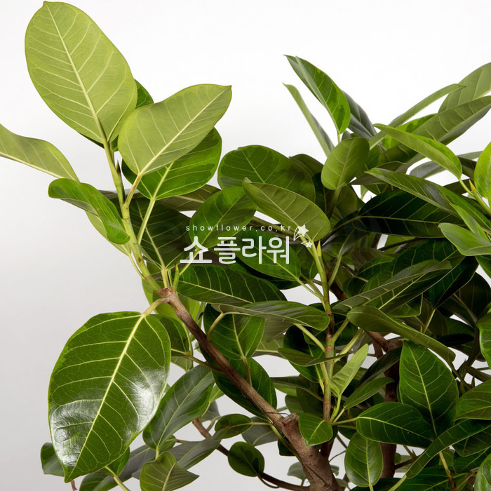 상세이미지
