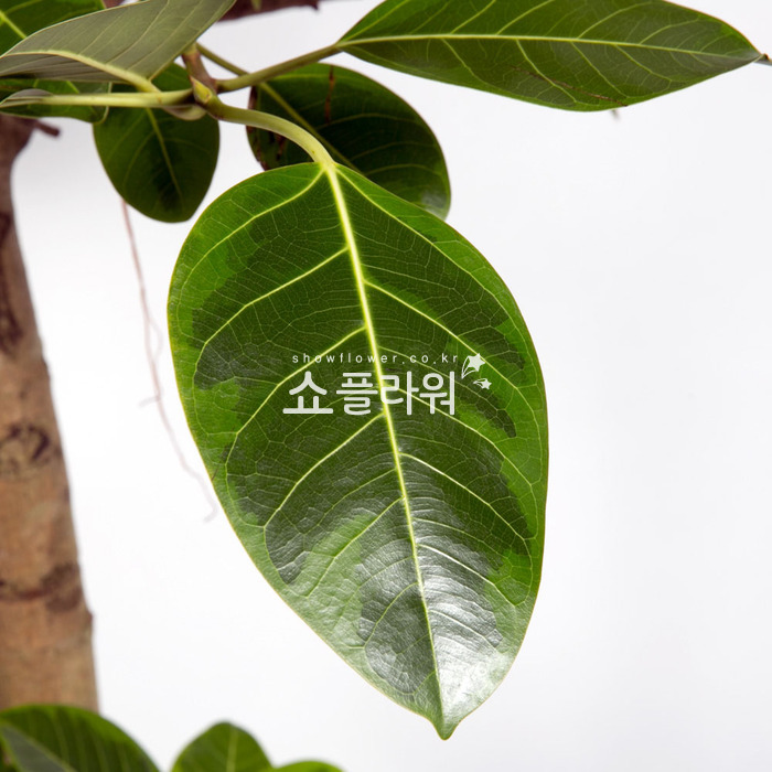 상세이미지