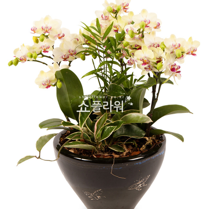 상세이미지