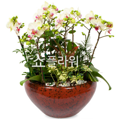 혼합미니호접란