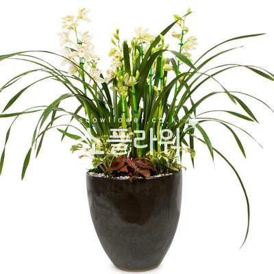 심비디움-겨울에꽃핌