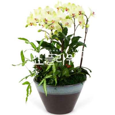 플로썬셋