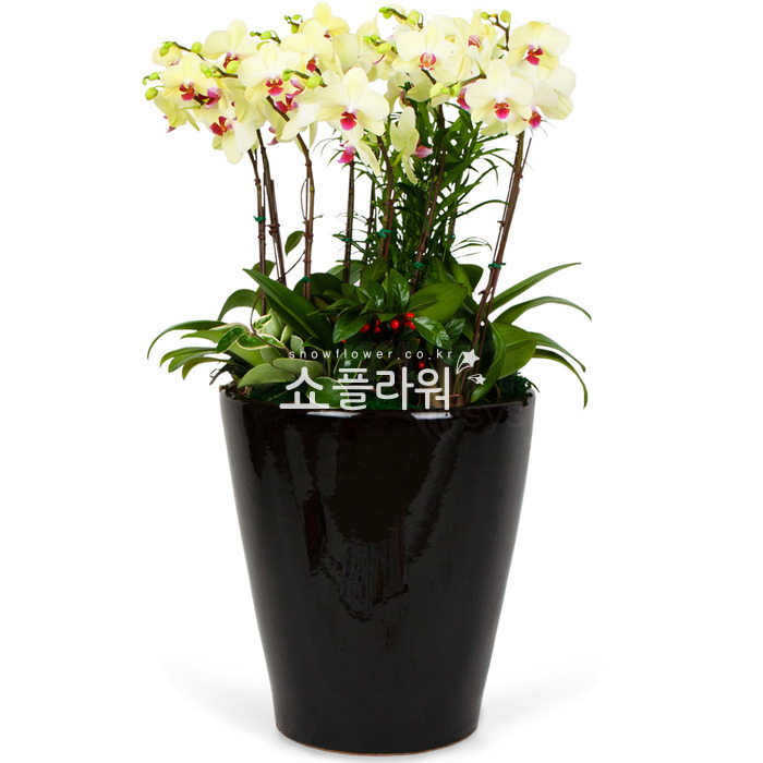 상세이미지