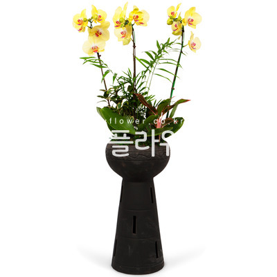 서양란16-호접