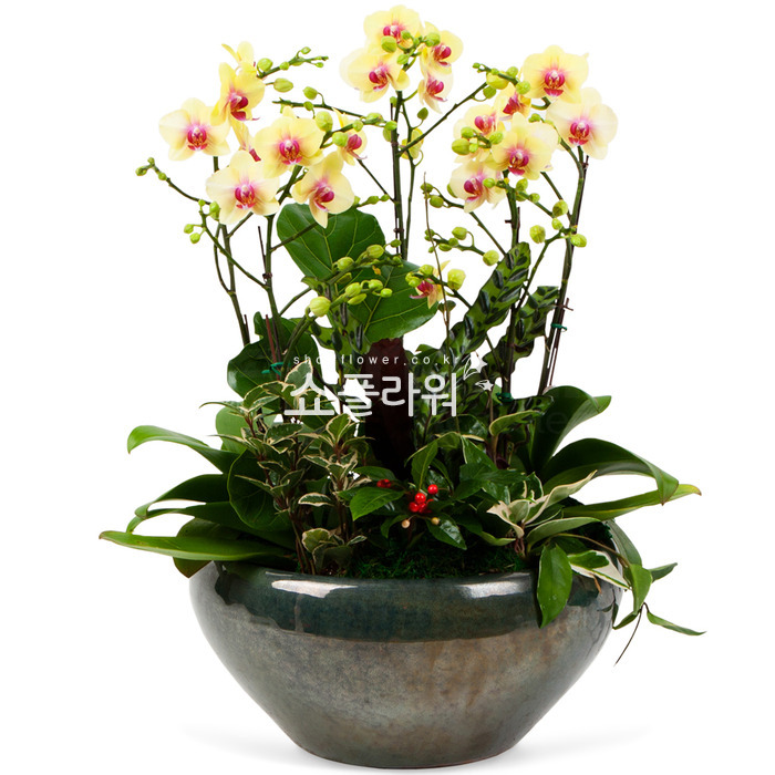 상세이미지