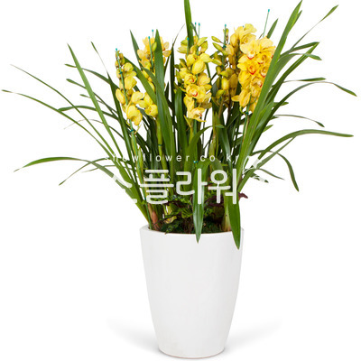 심비디움A