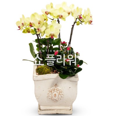 노랑미니호접7