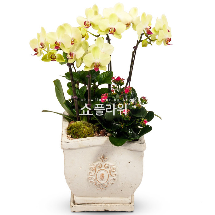상세이미지