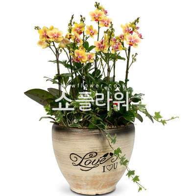 축하합니다
