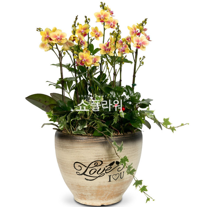 상세이미지