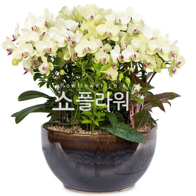 노랑호접란-33호