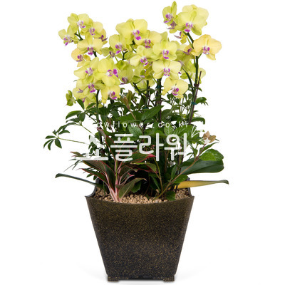 노랑호접