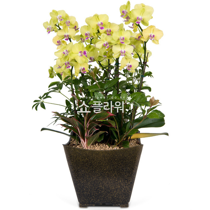 상세이미지