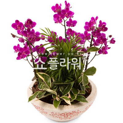 미니호접 공기정화식물