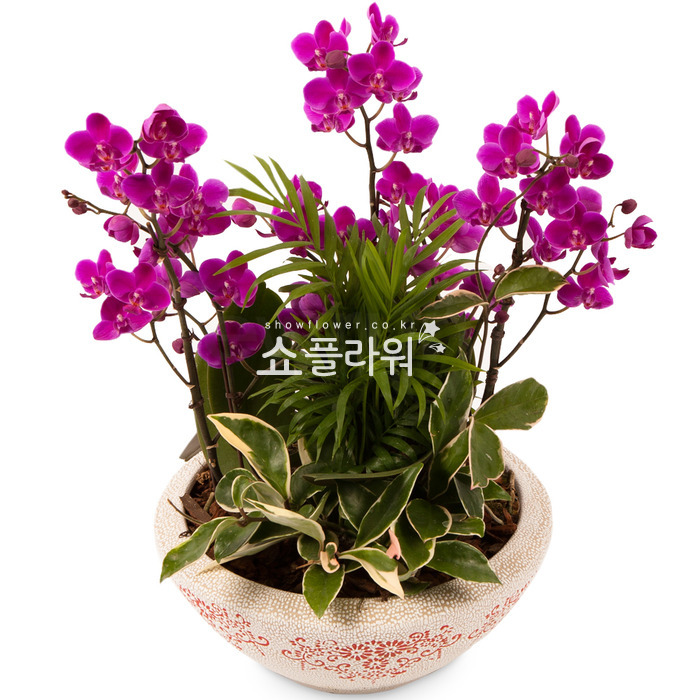 상세이미지
