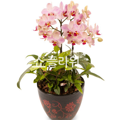 미니호접란k