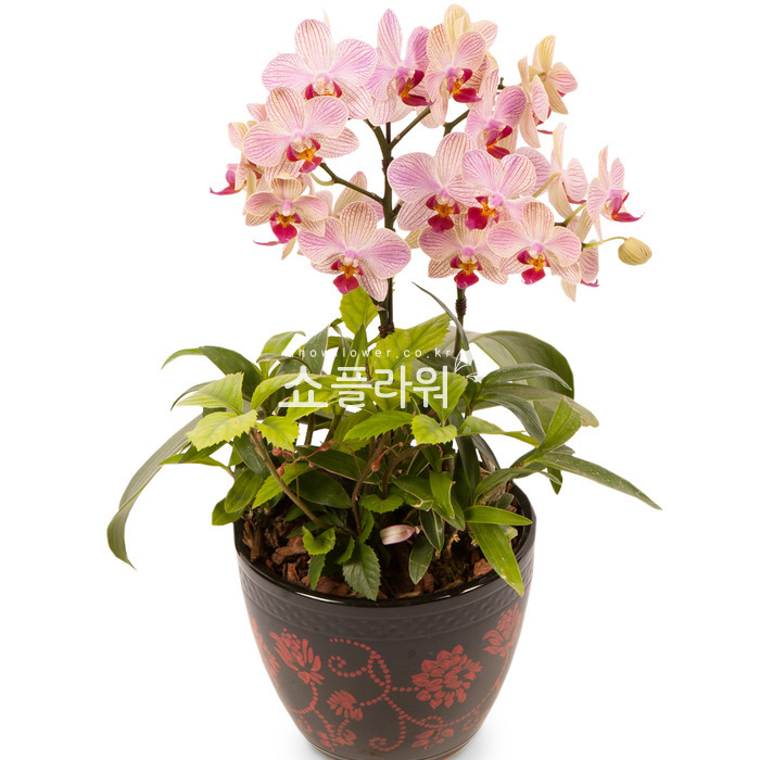 상세이미지