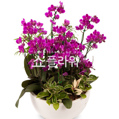 만천홍 서양란