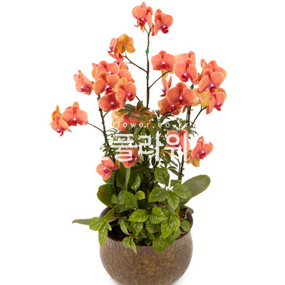 신상품 예쁜 서양난