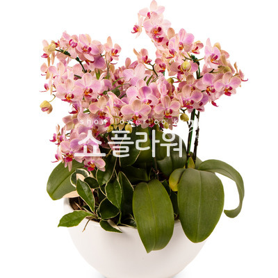 웨딩 서양란